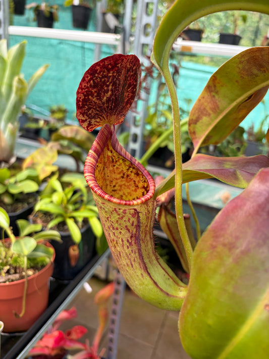 Nepenthes glandulifera x lowii ‚rooted cutting‘