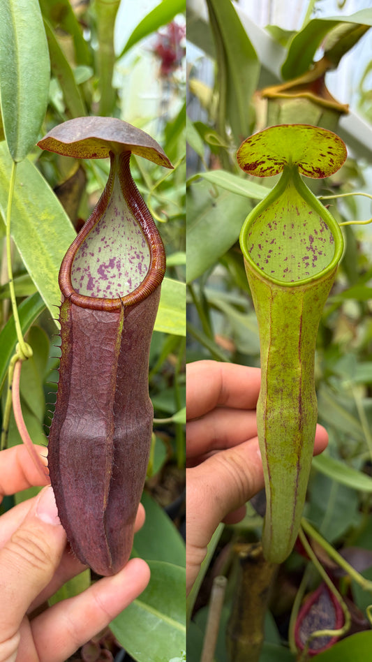 Nepenthes izumiae x ramispina ‚female - rooted cutting‘