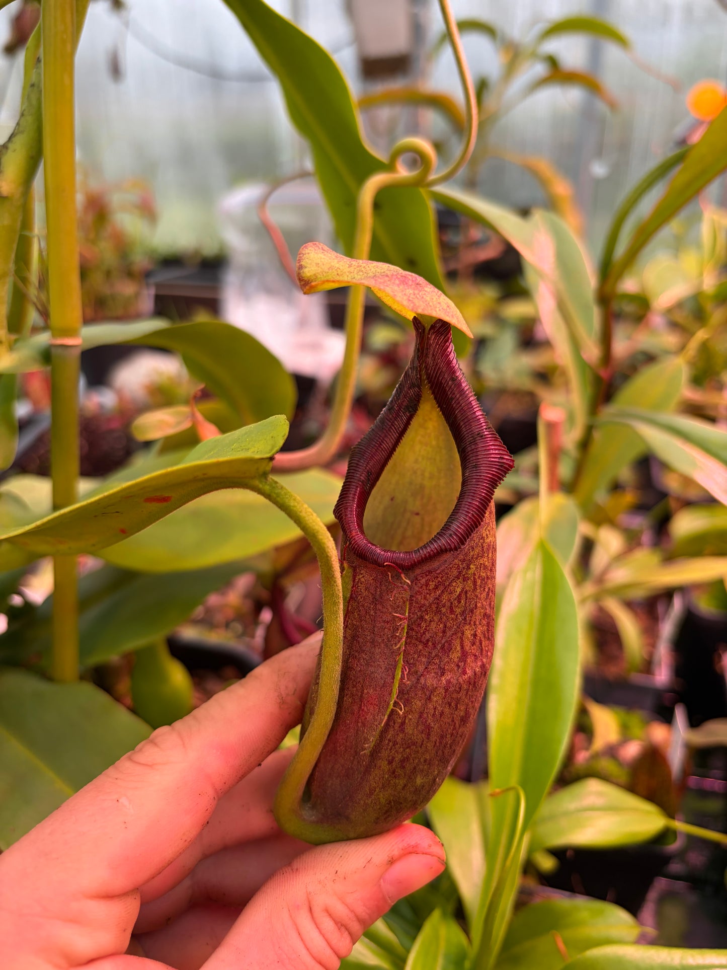 Nepenthes bongso ‚rooted cutting‘