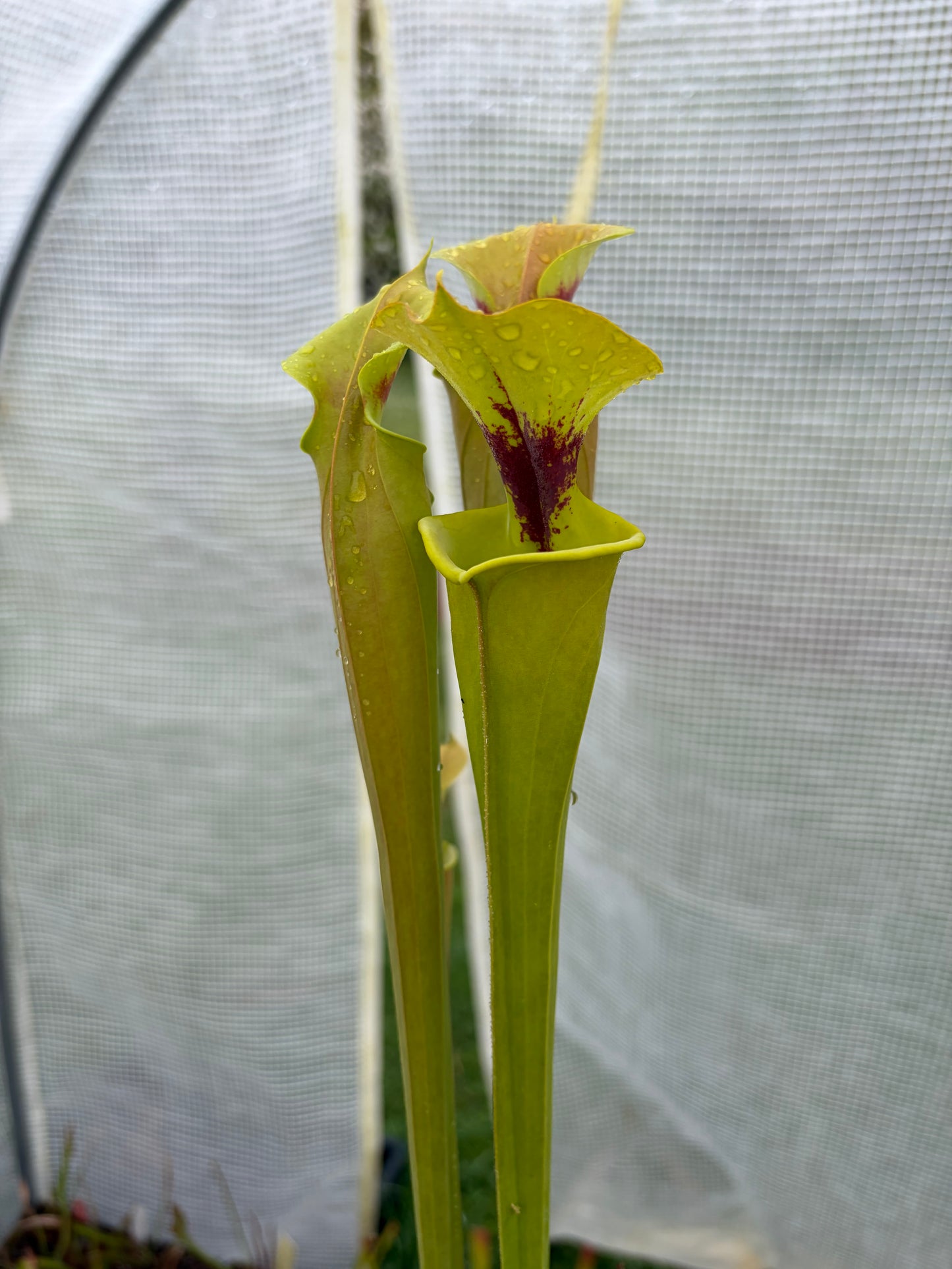 Sarracenia flava var rugelii F17MK