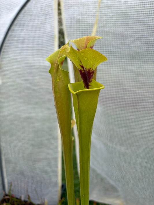 Sarracenia flava var rugelii F17MK