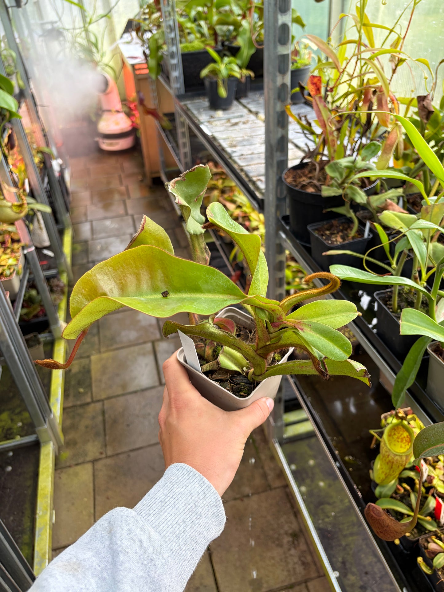 Nepenthes veitchii ‚bario green‘