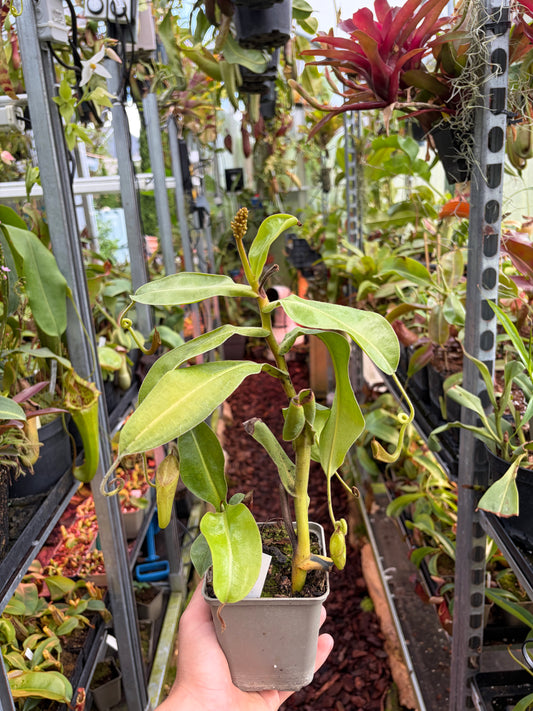Nepenthes glandulifera x maxima ‚female - rooted cutting‘