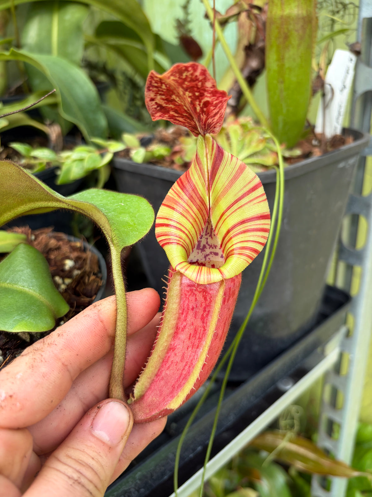 Nepenthes (veitchii x platychila) x veitchii ‚candy‘ 15cm+