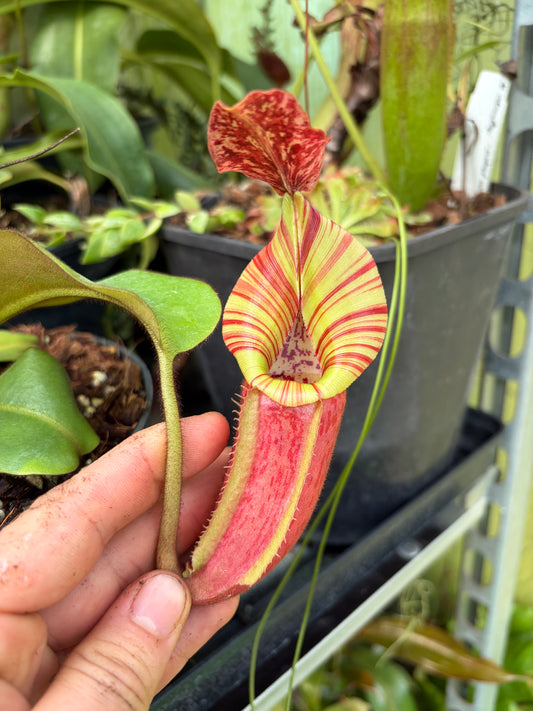 Nepenthes (veitchii x platychila) x veitchii ‚candy‘ 15cm+