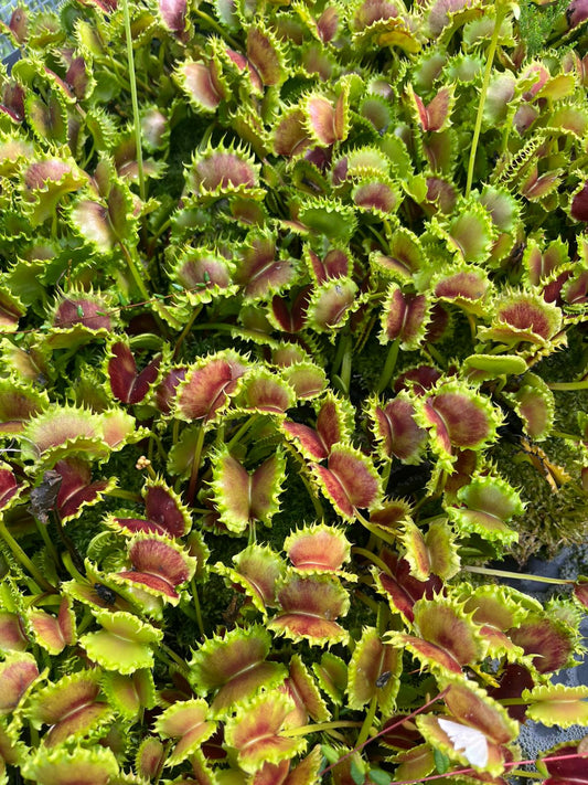 Dionaea muscipula 'Chinese Dumpling'