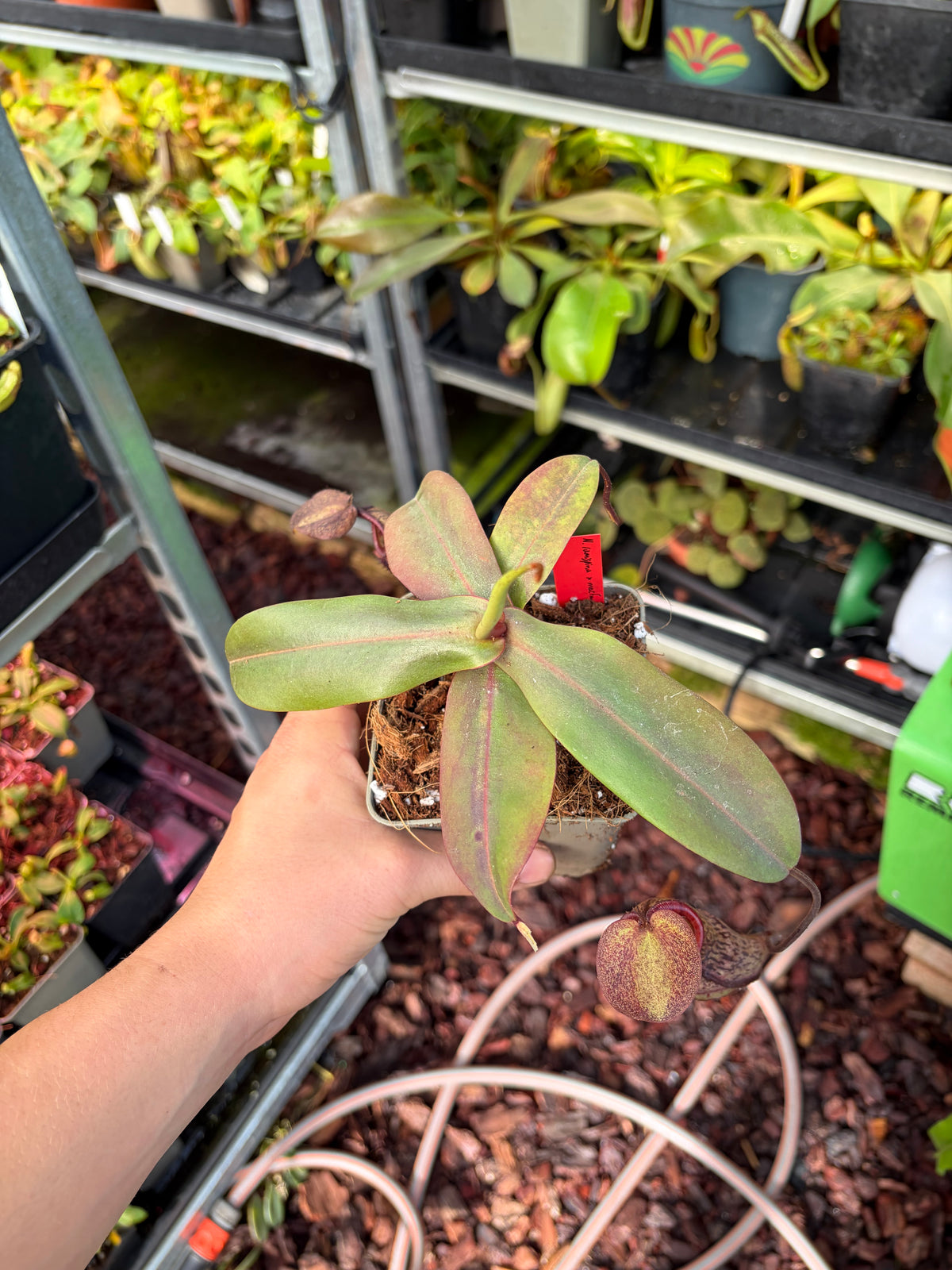 Nepenthes ramispina x macfarlanei 15cm