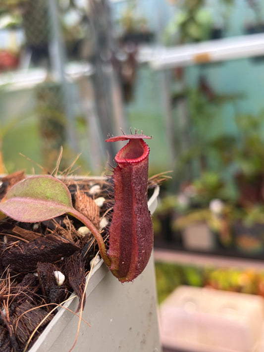 Nepenthes [(lowii x veitchii) x boschiana] x edwardsiana 5cm