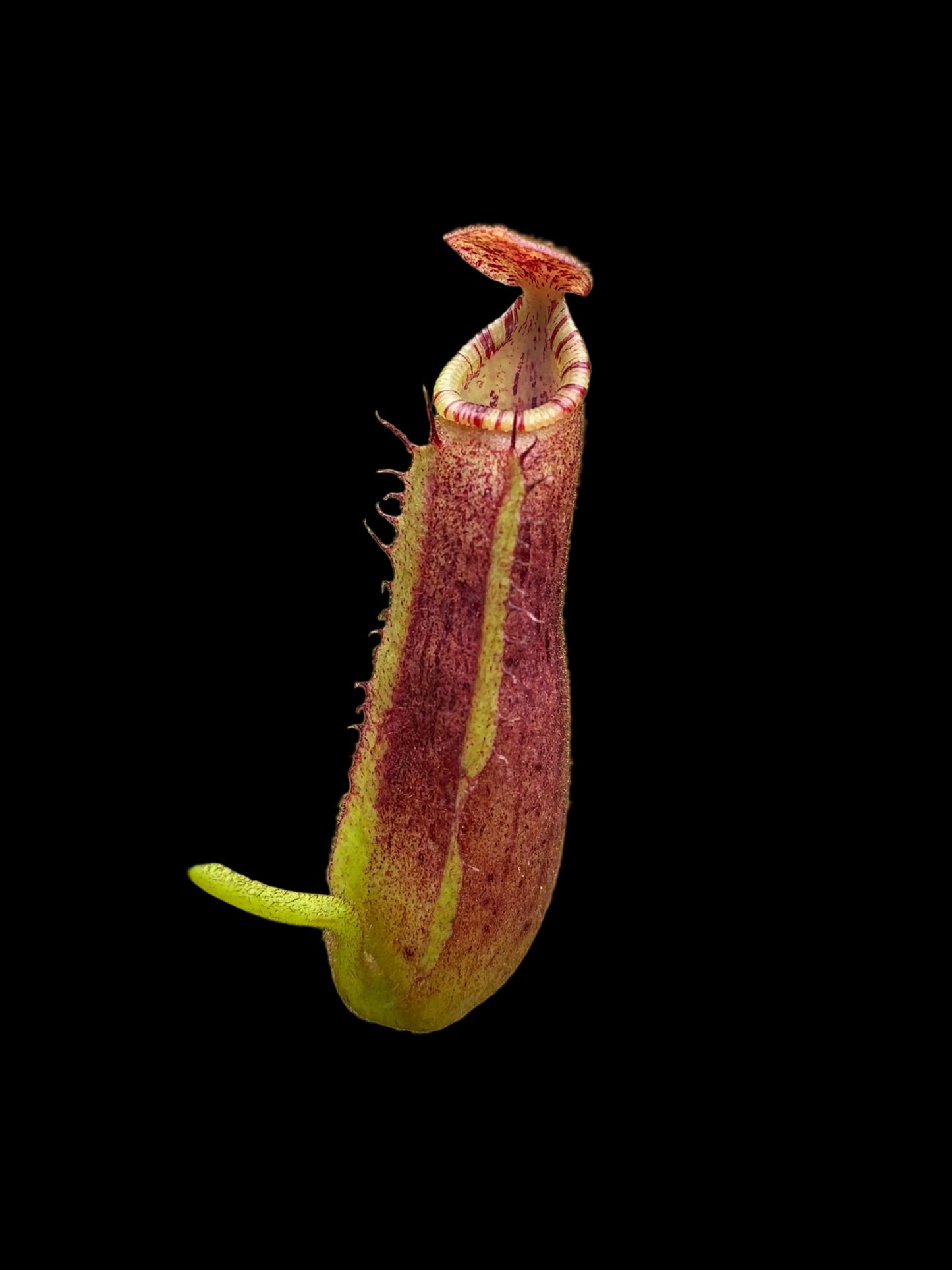 Nepenthes (veitchii x platychila) x (lowii x zakriana) 10cm