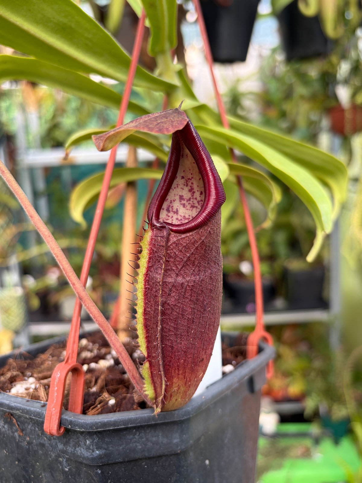 Nepenthes carunculata 30cm+