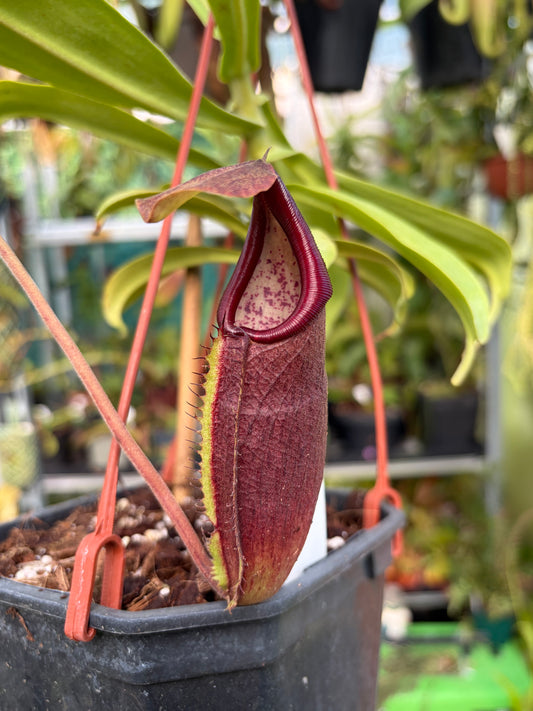 Nepenthes carunculata 30cm+