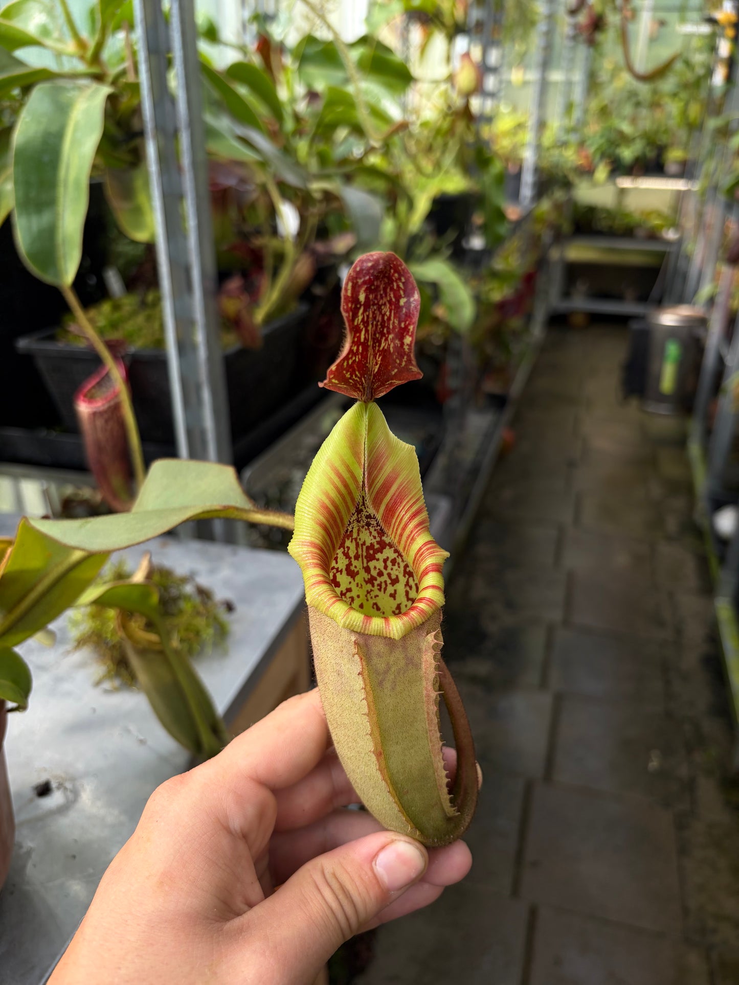 Nepenthes veitchii ‚lowland‘