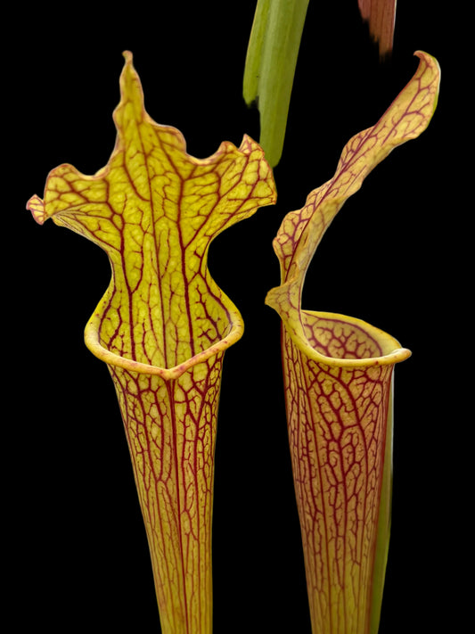 Sarracenia hybrid #003