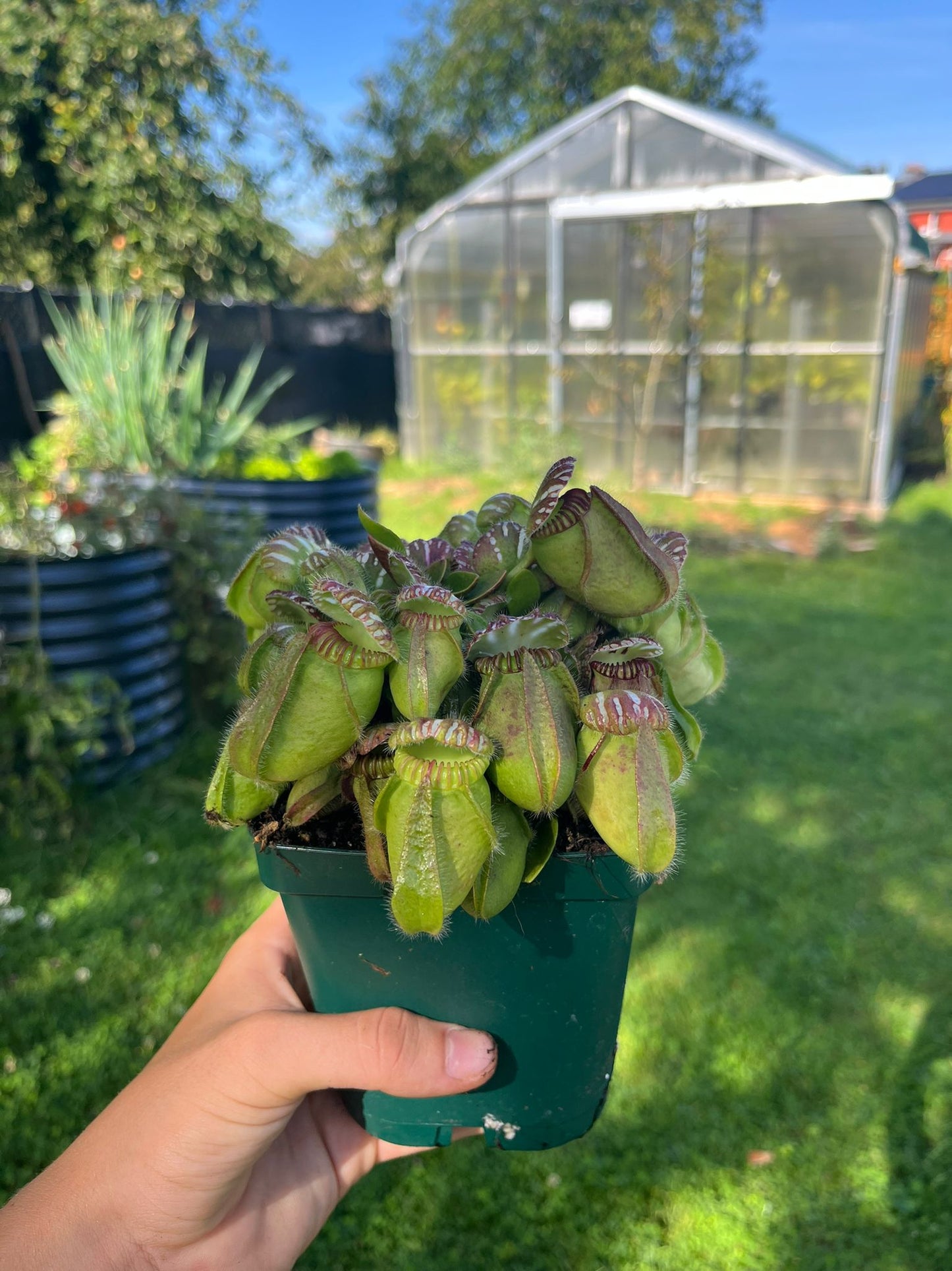 Cephalotus follicularis