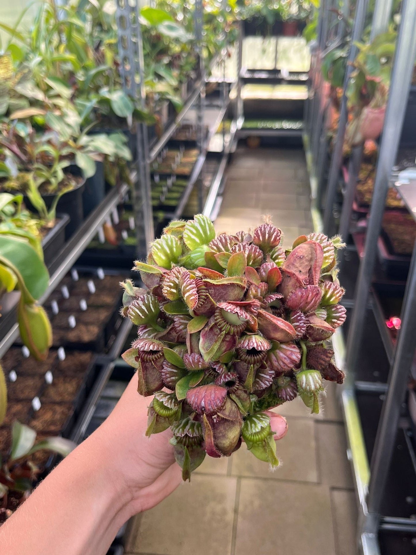 Cephalotus follicularis