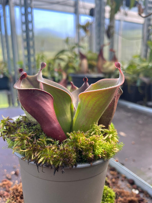 Heliamphora ciliata 'Michael Schach'