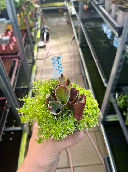 Heliamphora pulchella 'Curi'