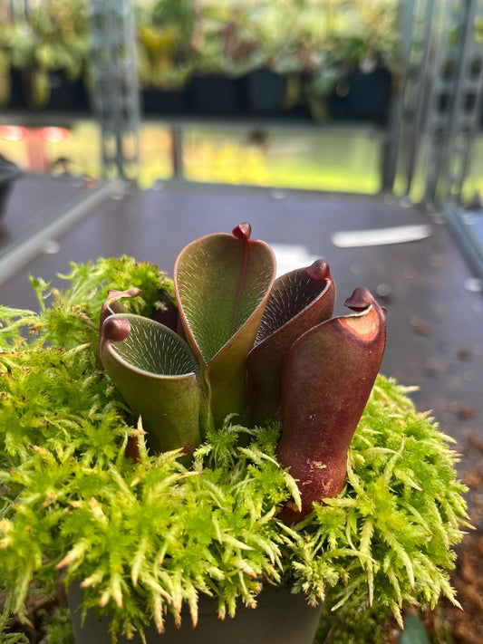 Heliamphora pulchella 'Curi'