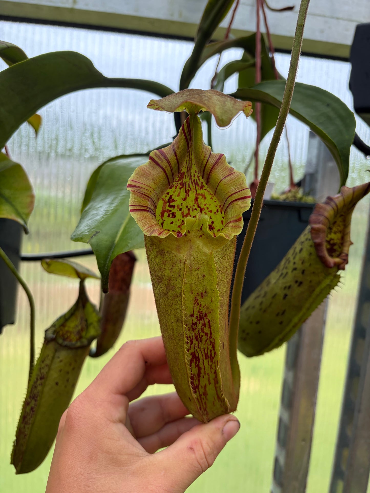 Nepenthes robcantleyi x platychila