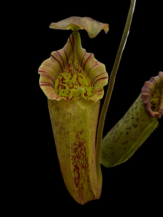 Nepenthes robcantleyi x platychila
