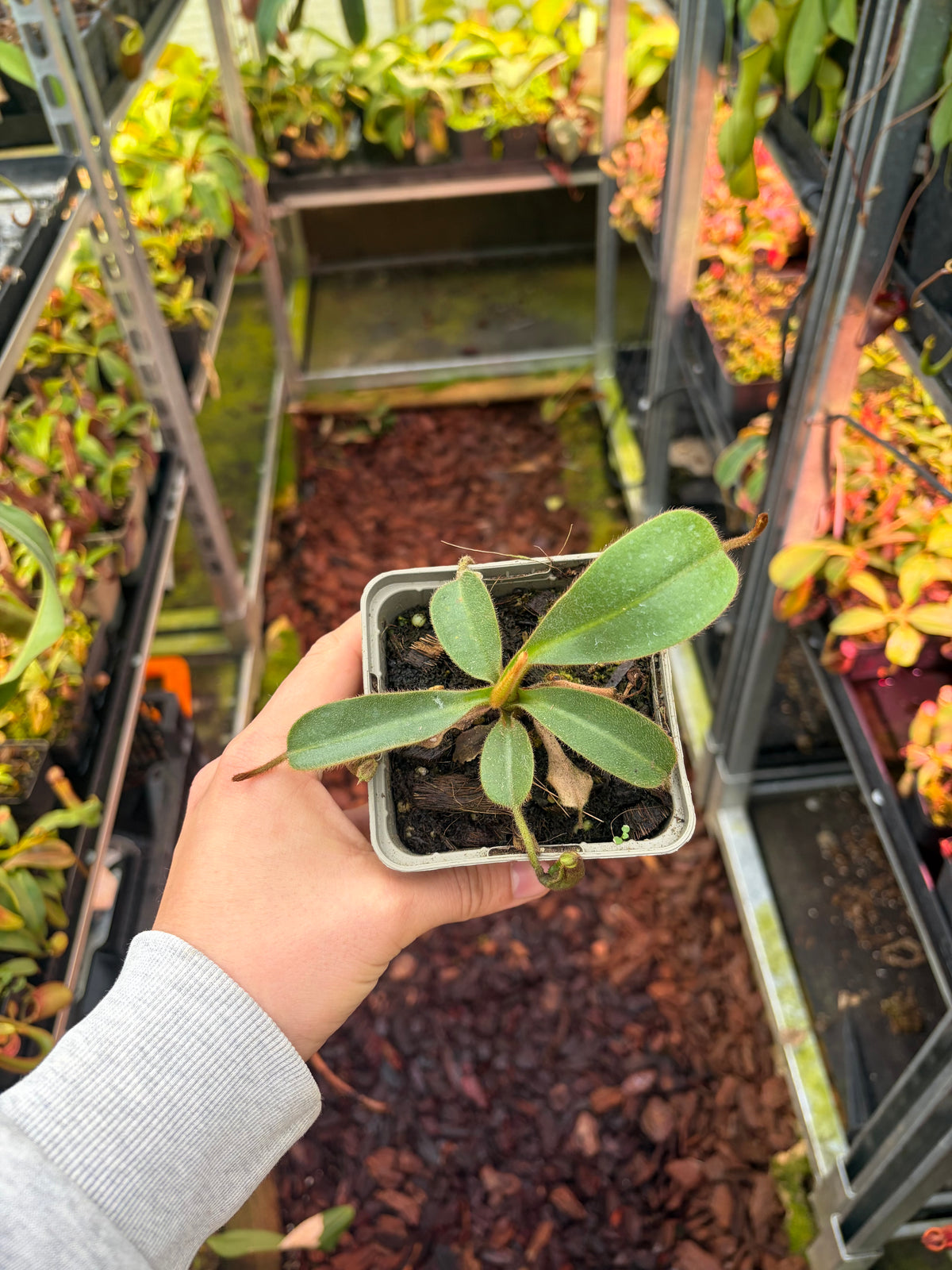 Nepenthes mollis ‚SG‘ 10cm
