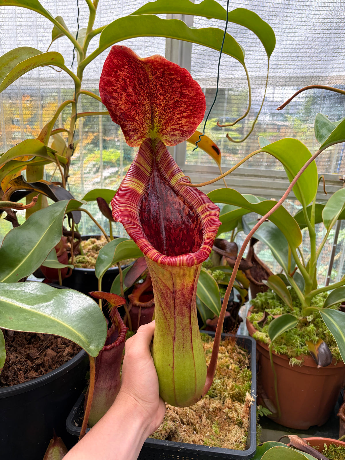 Nepenthes lowii x truncata ‚squat‘ EP ‚female - rooted cutting‘