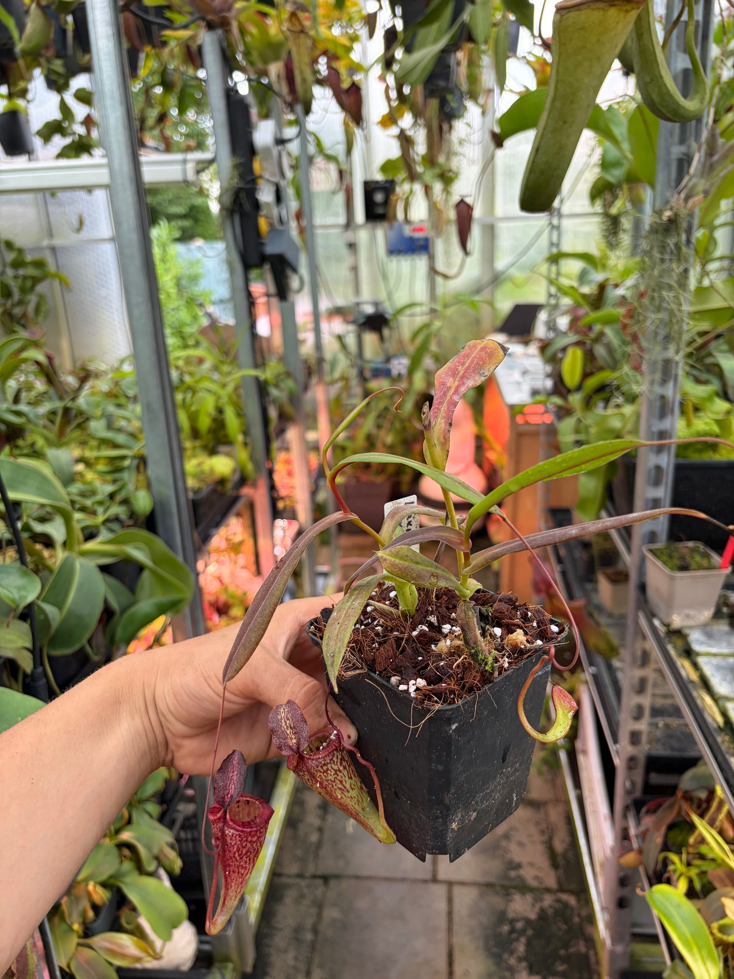 Nepenthes maxima x tenuis ‚rooted cutting‘