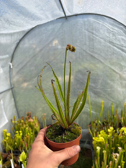 Drosera regia