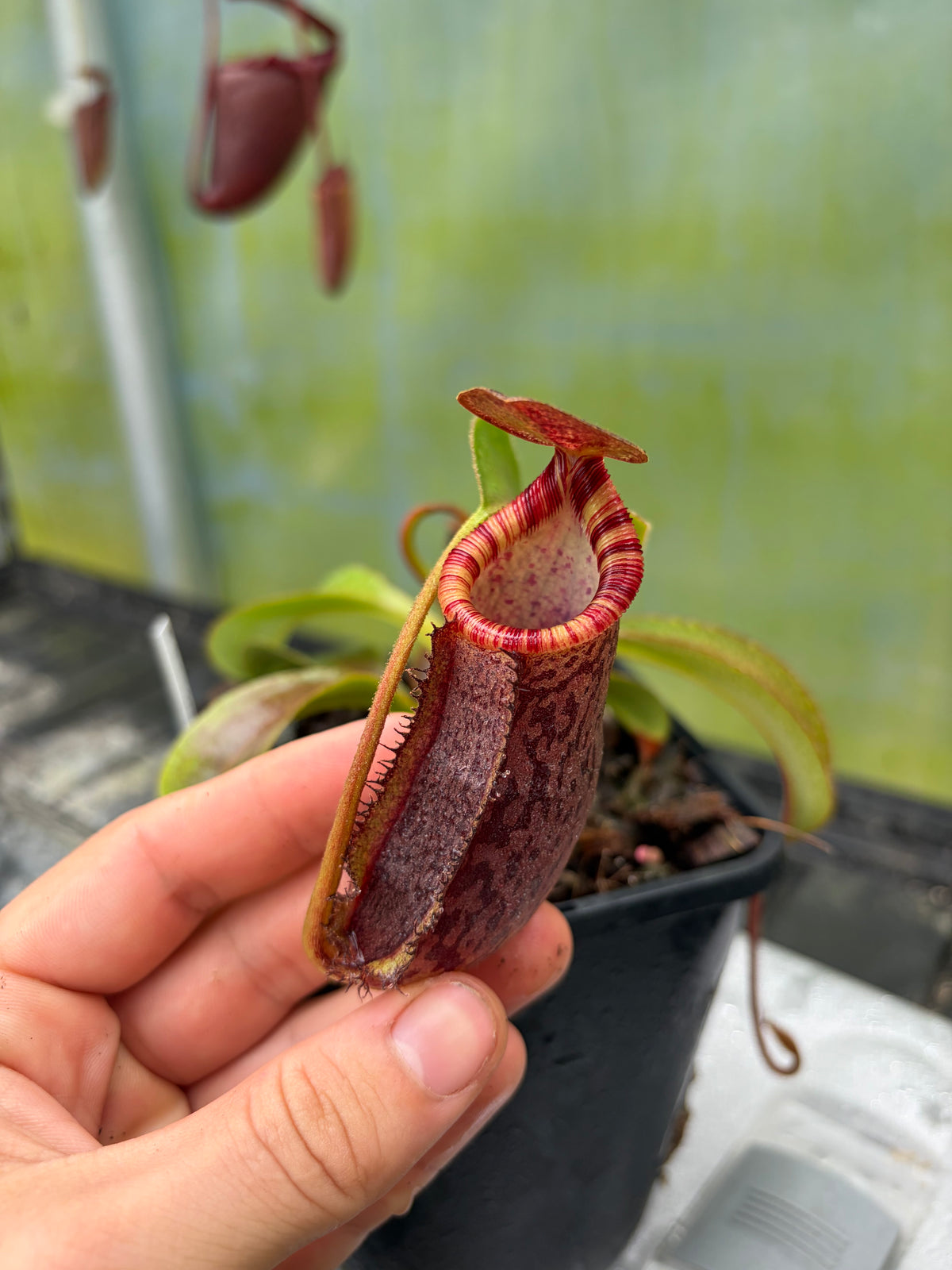 Nepenthes spectabilis ‚bandahara‘ x lowii