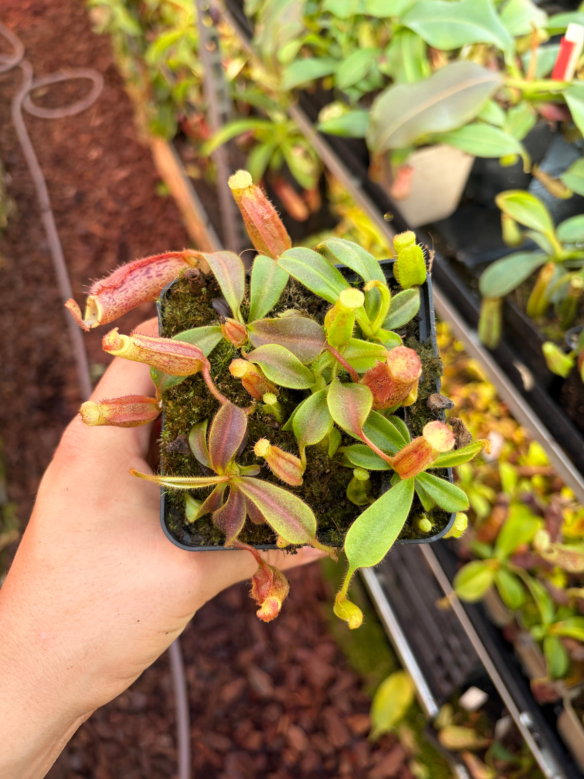 Nepenthes (lowii x veitchii) x (minima x mollis)