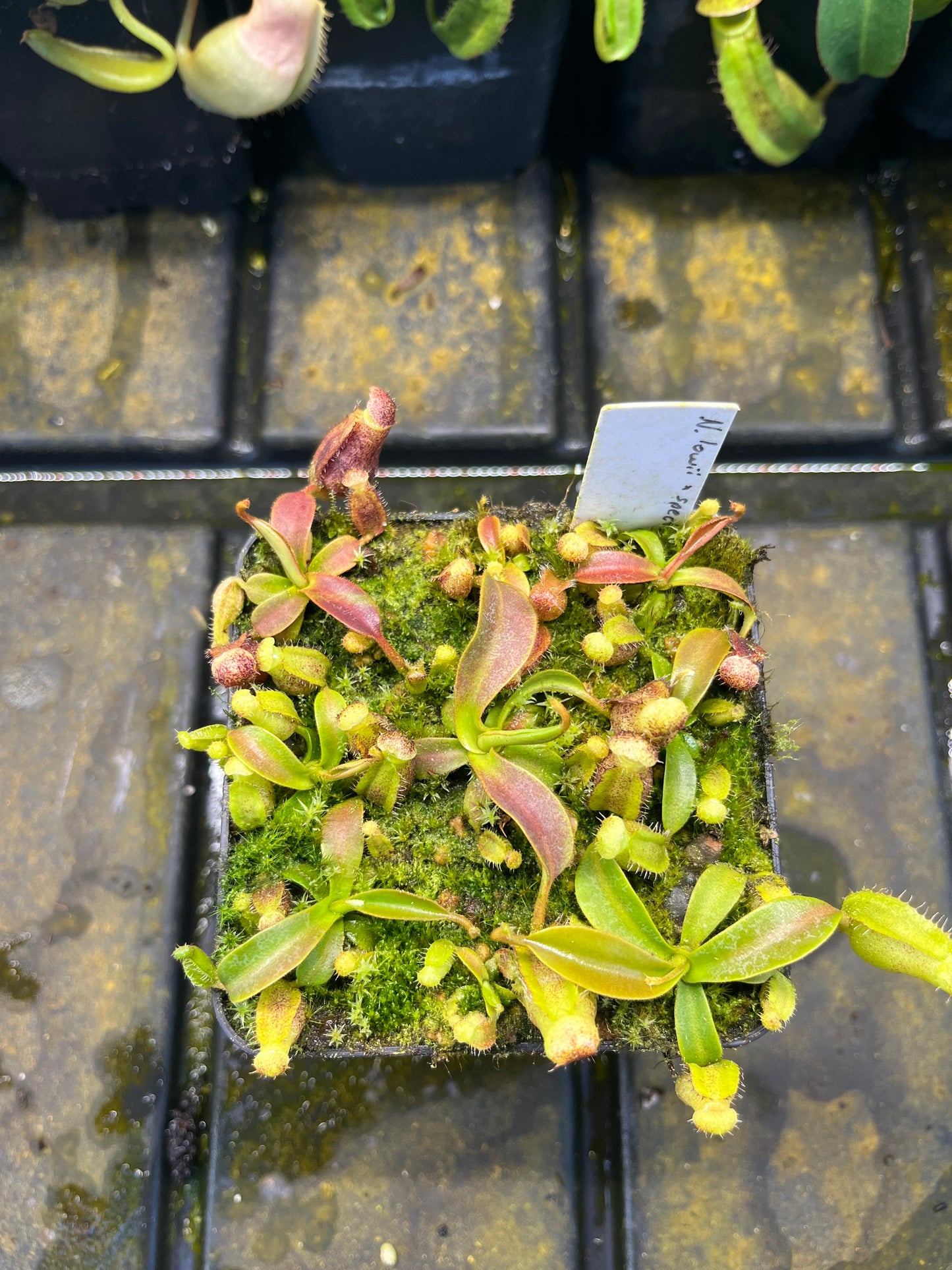 Nepenthes lowii x spectabilis