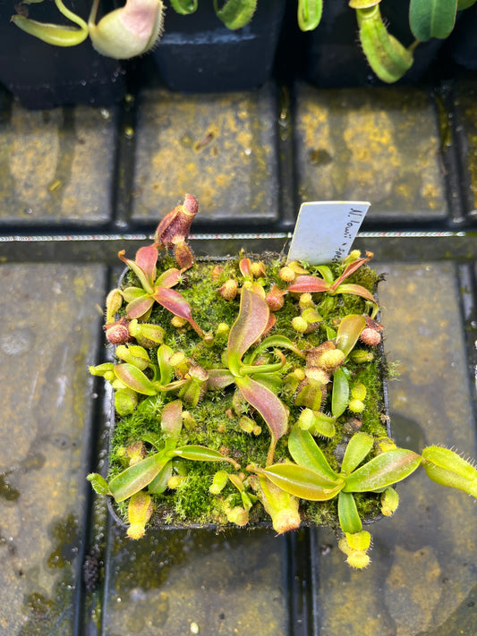 Nepenthes lowii x spectabilis