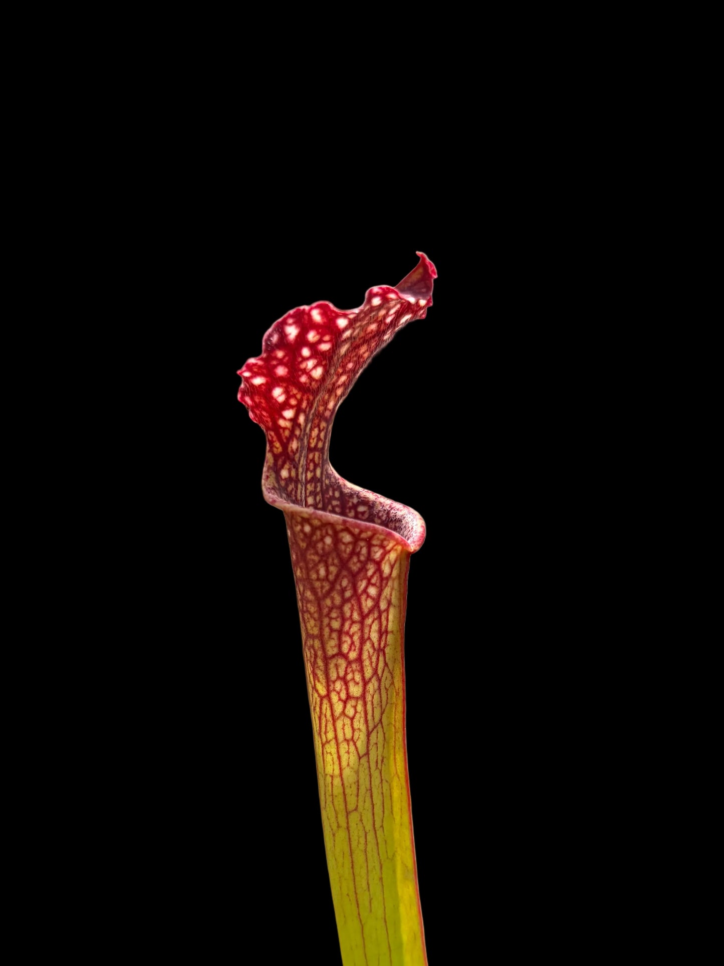 Sarracenia leucophylla hybrid #032