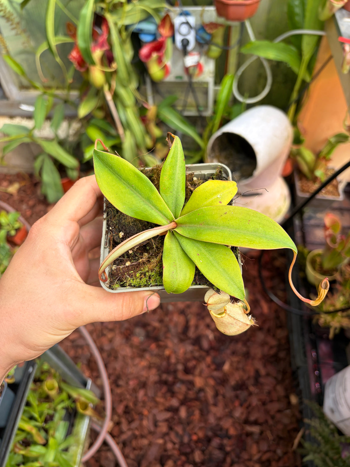 Nepenthes merreliana (BE-3727) 10cm