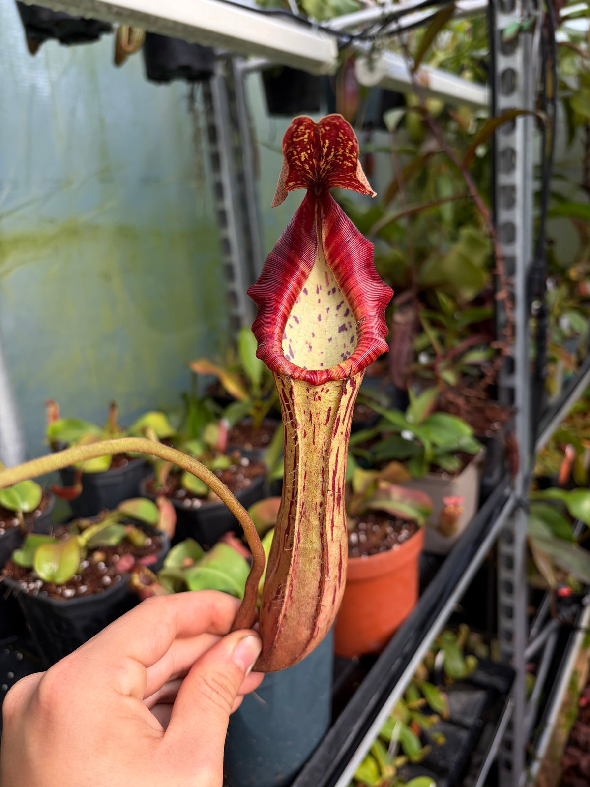 Nepenthes (boschiana x clipeata) x (lowii x clipeata) 40cm