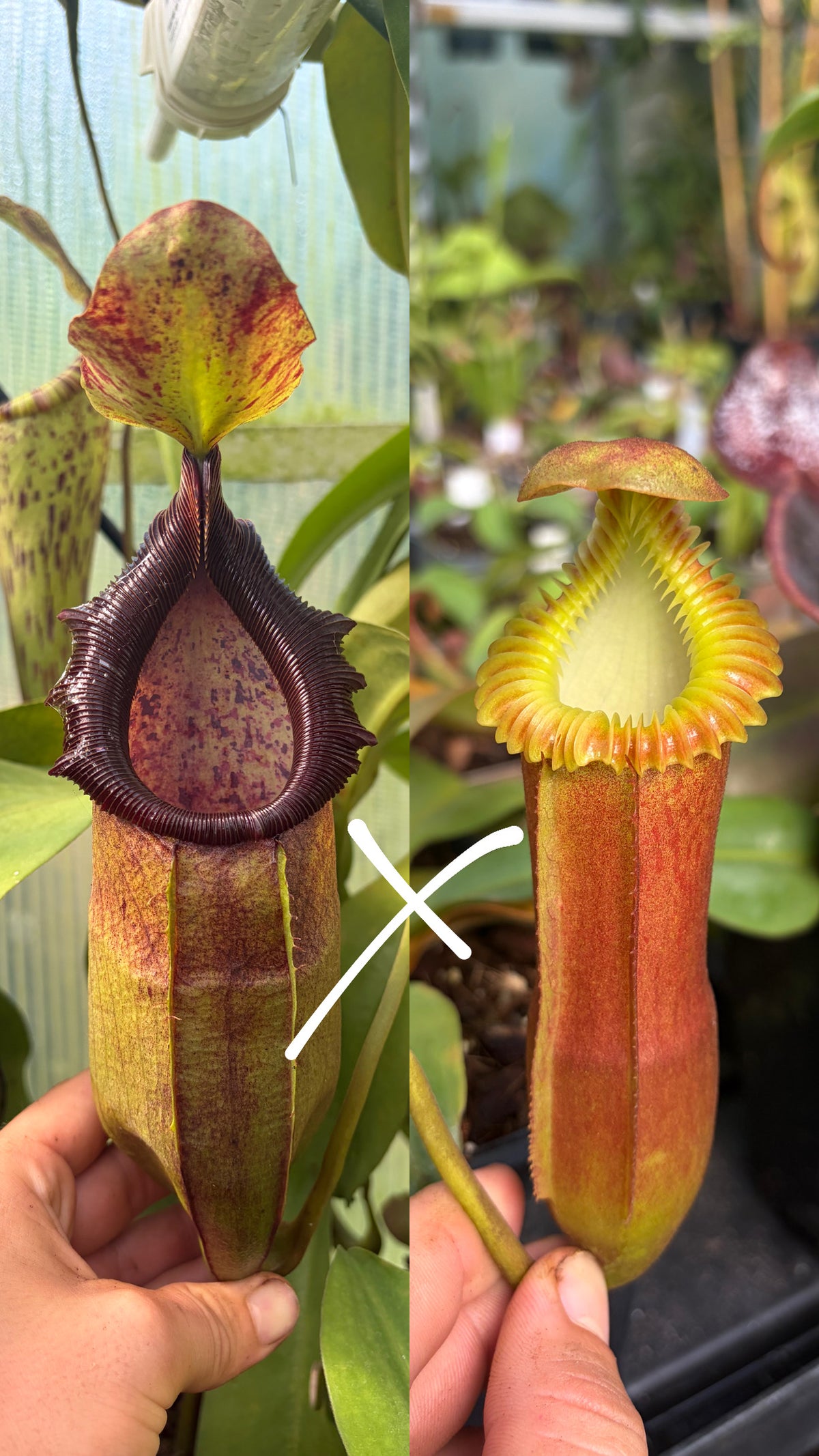Nepenthes bongso x edwardsiana 10cm
