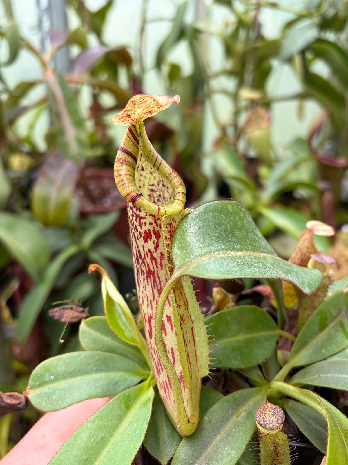 Nepenthes (veitchii x platychila) x self 10-15cm