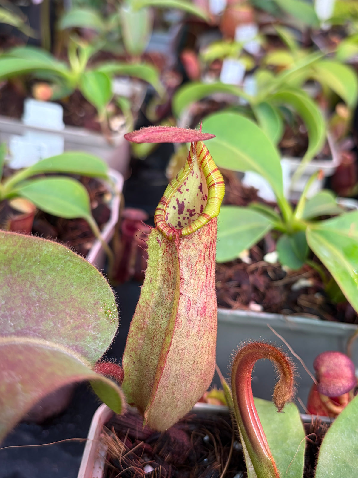 Nepenthes veitchii ‚candy‘ x undulatifolia 15cm+