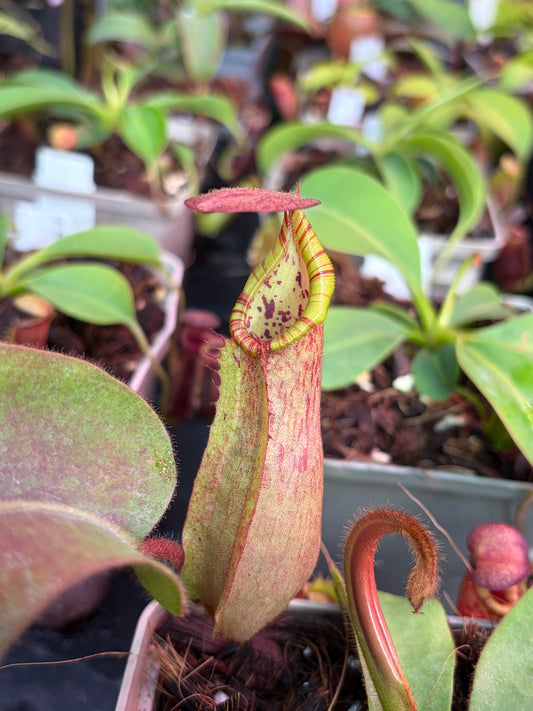 Nepenthes veitchii ‚candy‘ x undulatifolia 15cm+