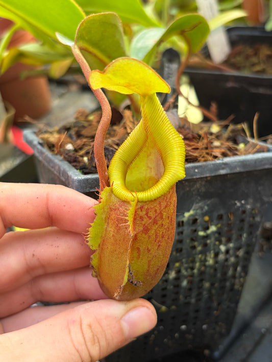 Nepenthes mira x trusmadiensis 15cm