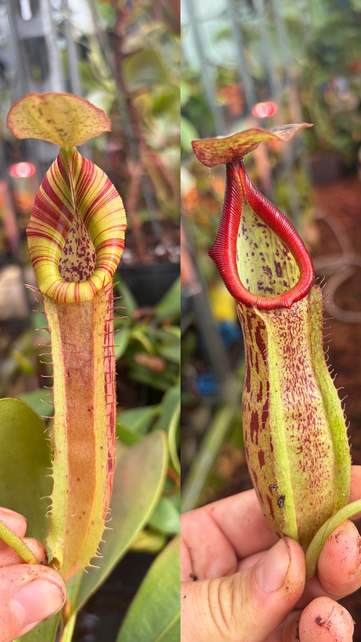 Nepenthes (veitchii x spathulata) x boschiana 25-30cm