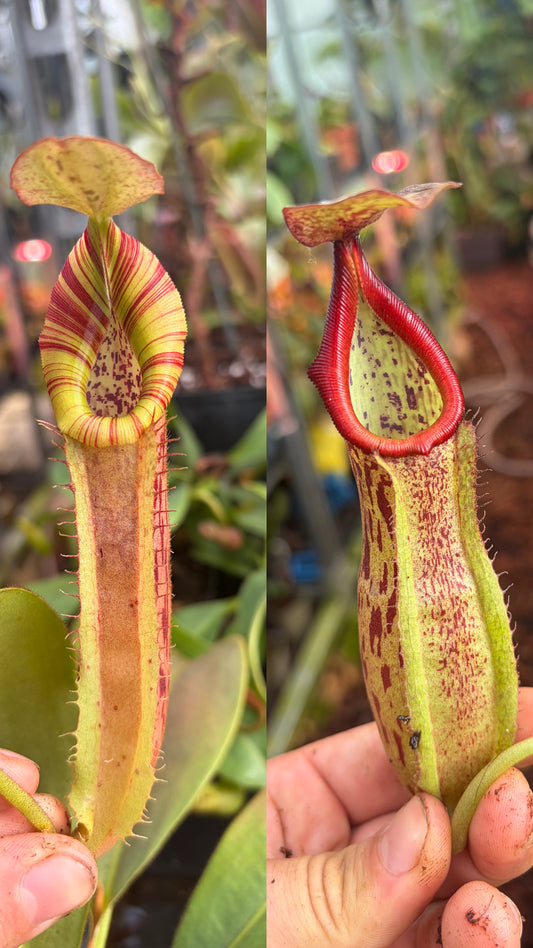 Nepenthes (veitchii x spathulata) x boschiana 25-30cm