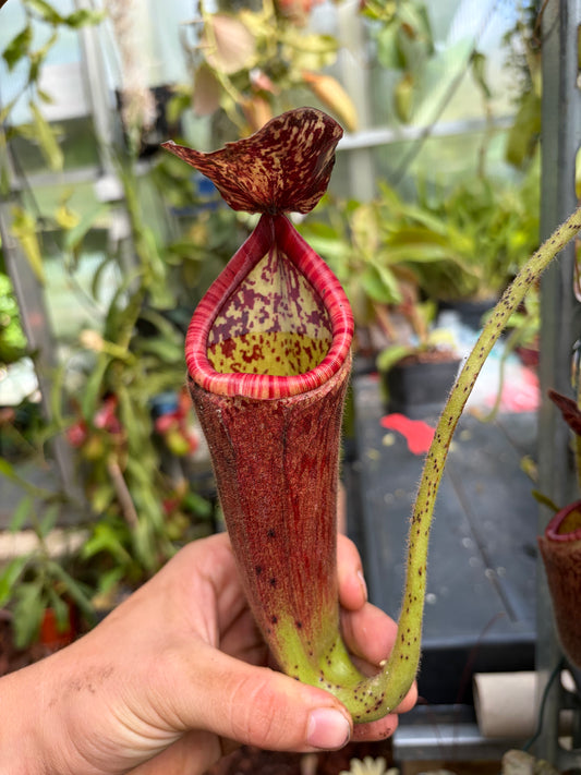 Nepenthes glandulifera (BE-3691) ‚male‘ 40cm+