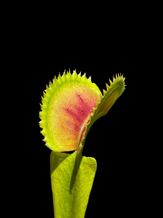 Dionaea muscipula 'Z11 (BCP)'