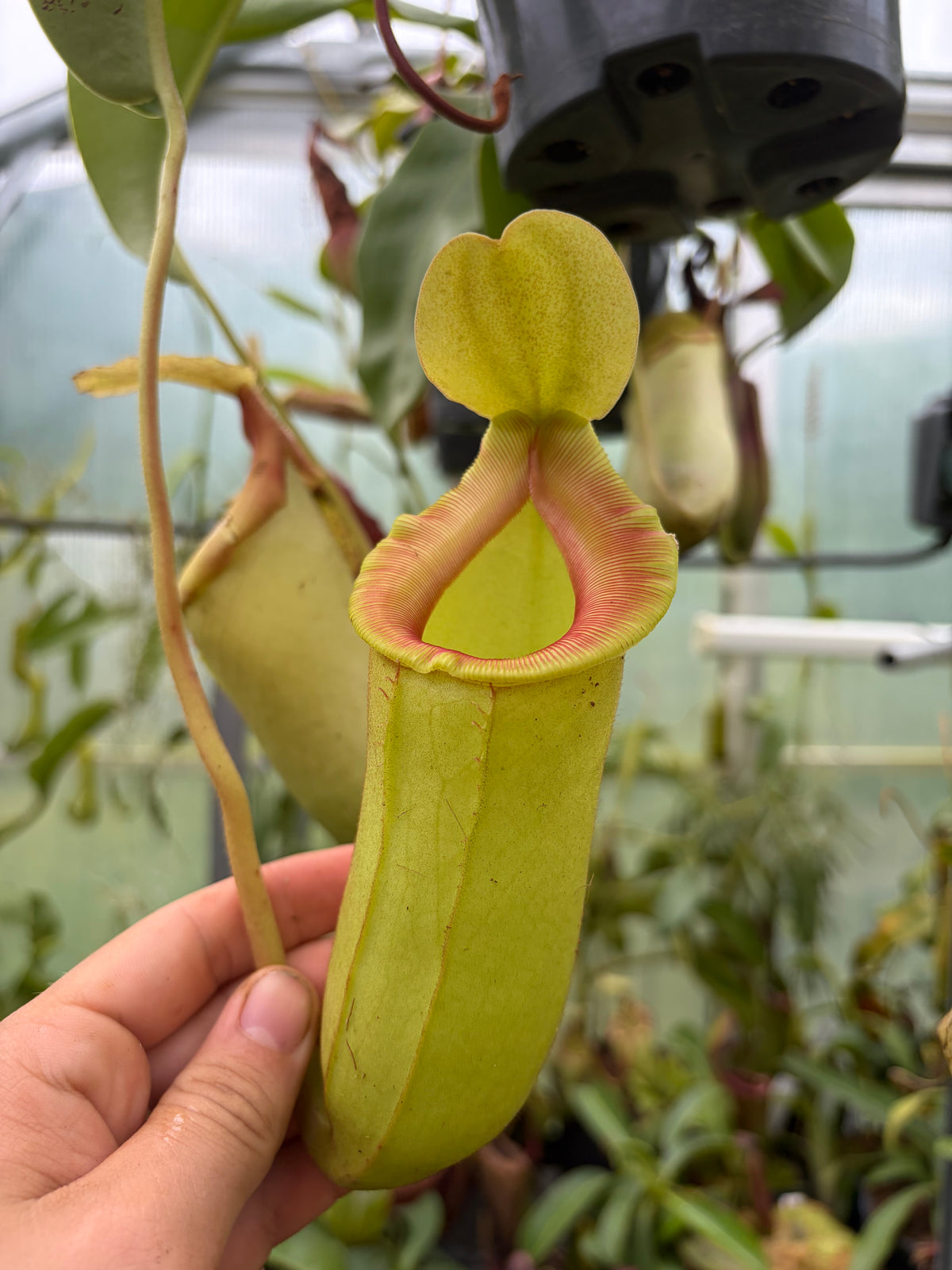 Nepenthes ventricosa x veitchii 25cm