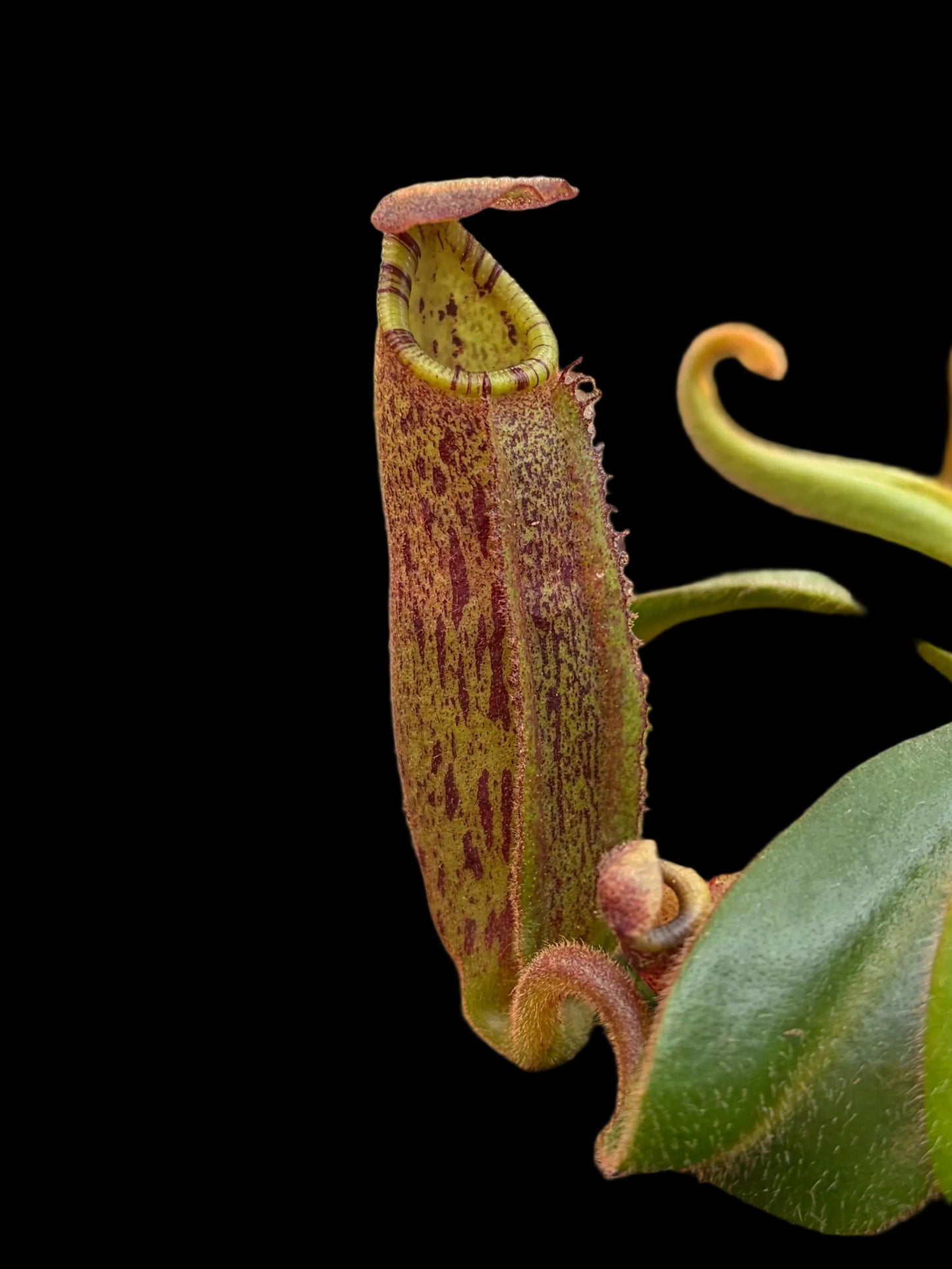 Nepenthes (veitchii x lowii) x (mollis x veitchii) 10cm