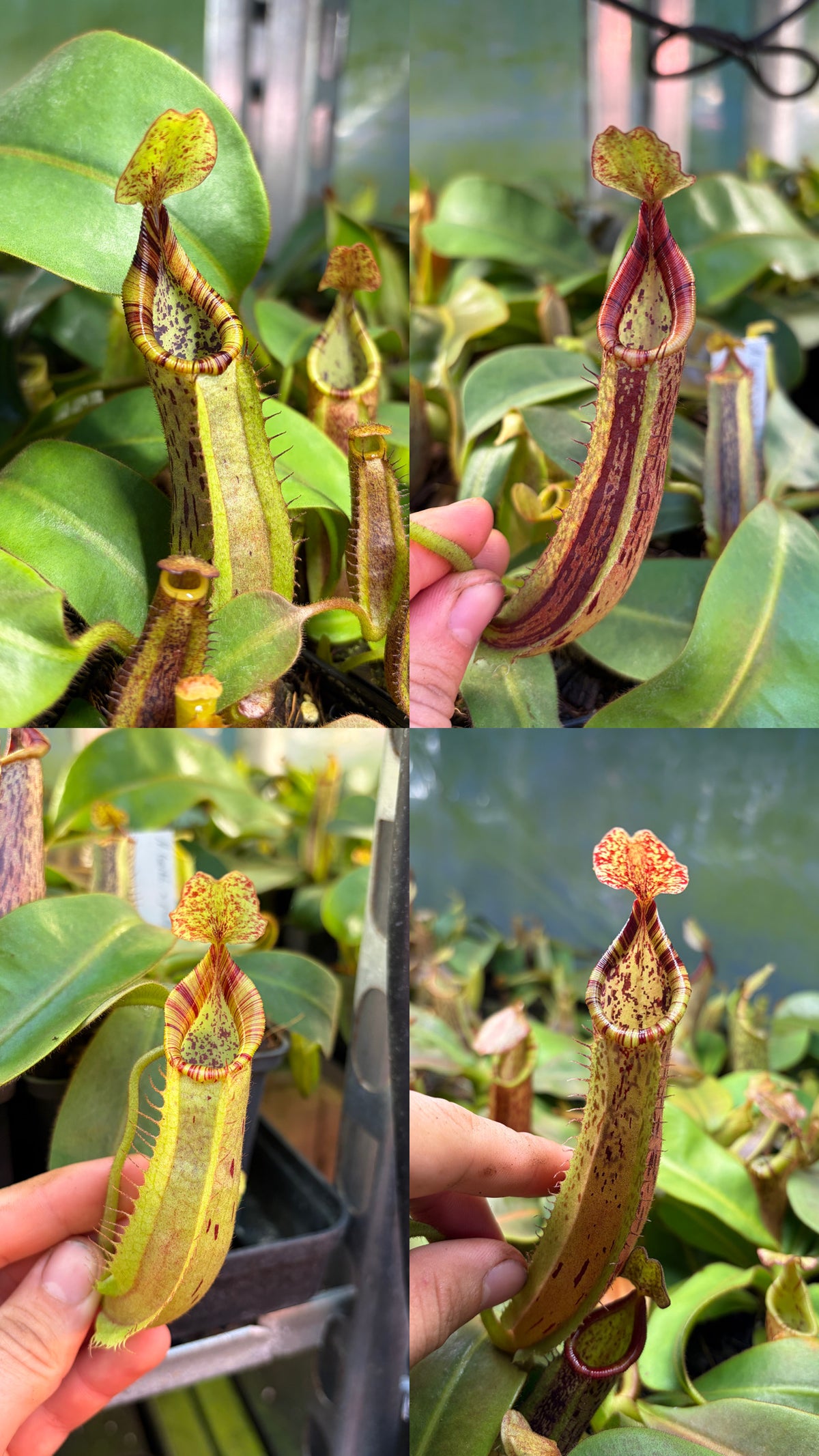 Nepenthes (veitchii x platychila) x (mollis x veitchii) 15cm+