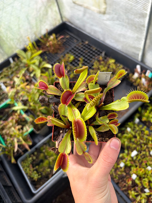 Dionaea muscipula 'SD Draco'