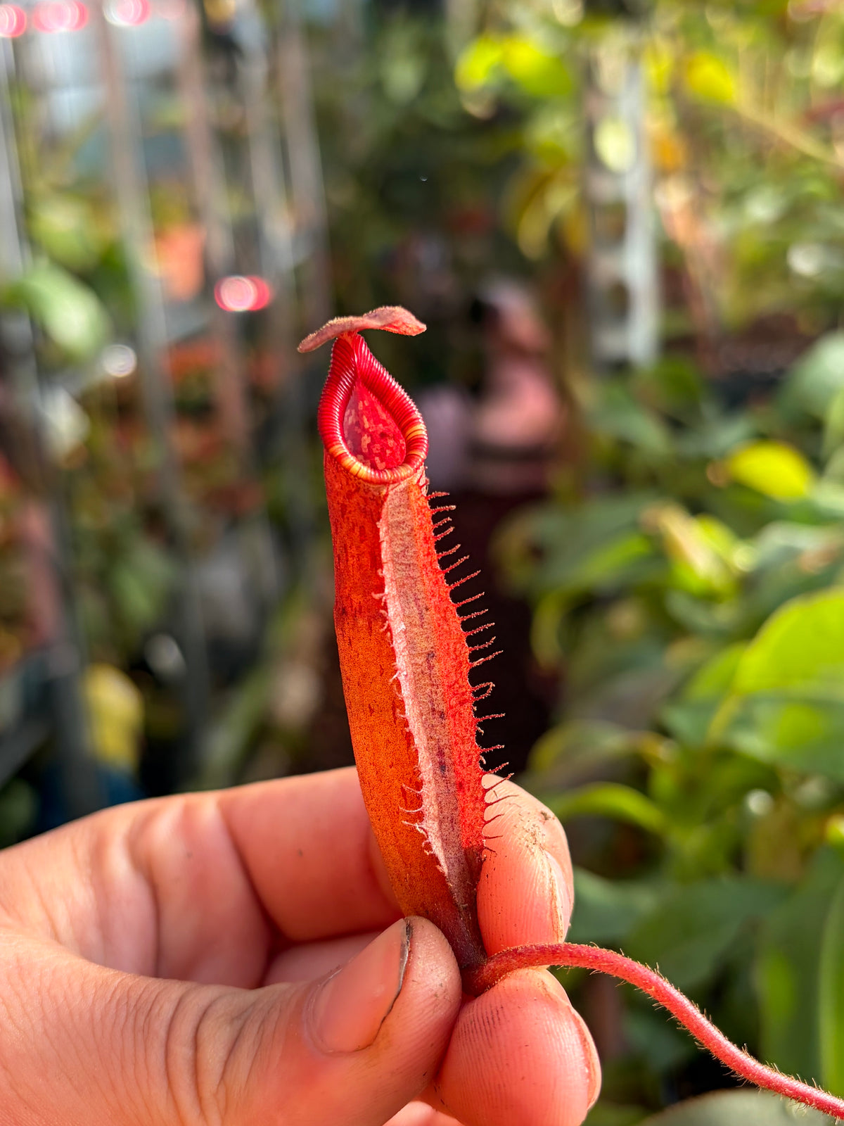 Nepenthes peltata x (veitchii x lowii) (BE-4516) 10cm
