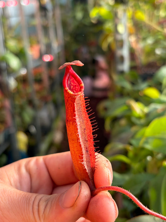 Nepenthes peltata x (veitchii x lowii) (BE-4516) 10cm